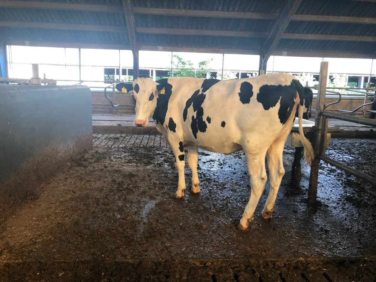 High production European autumn in calve heifers - Image 4