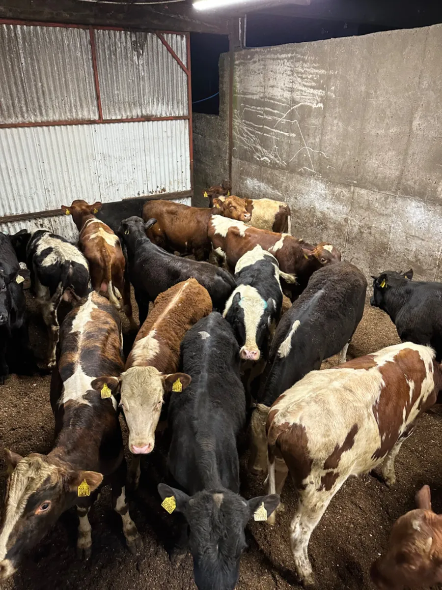Bulls - Image 2