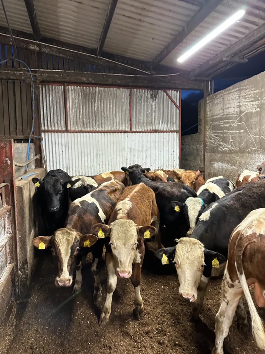 Bulls - Image 4