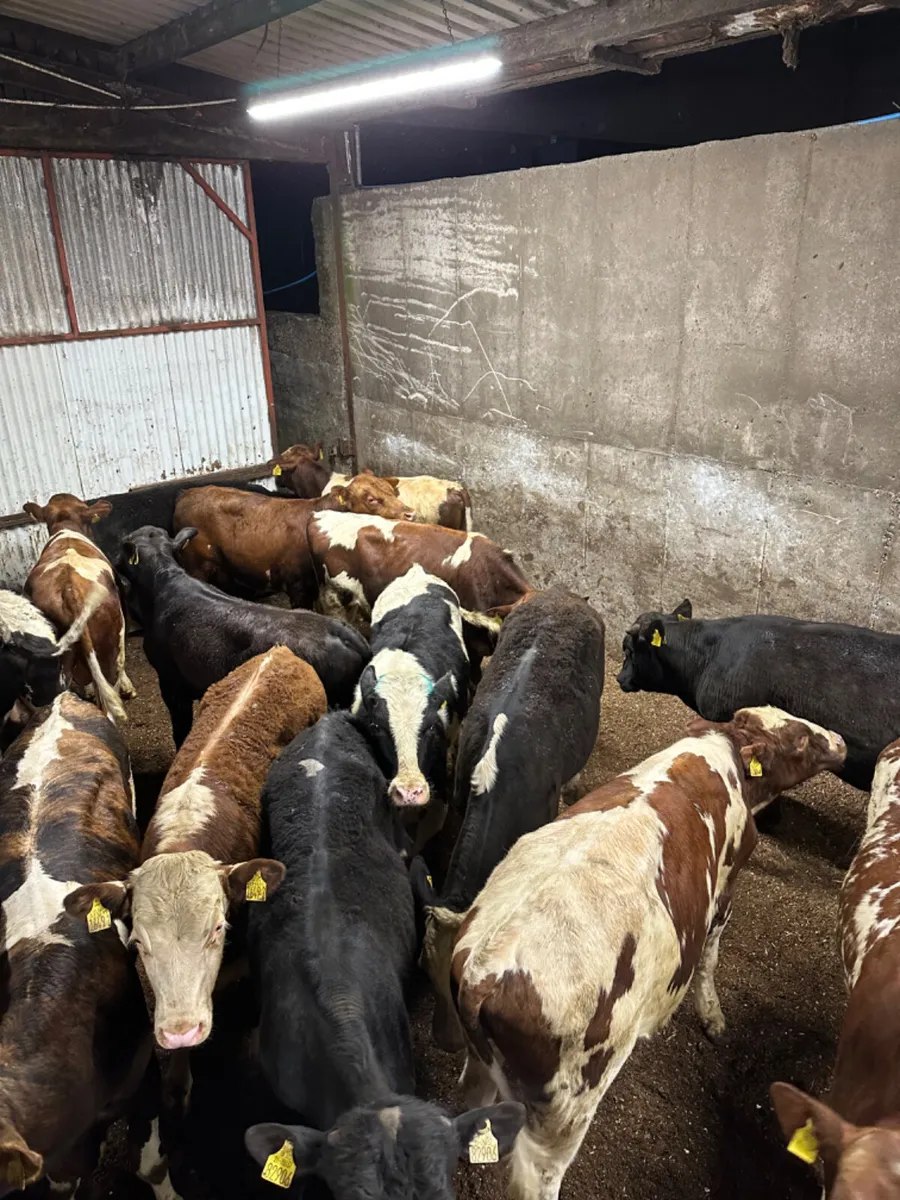 Bulls - Image 1