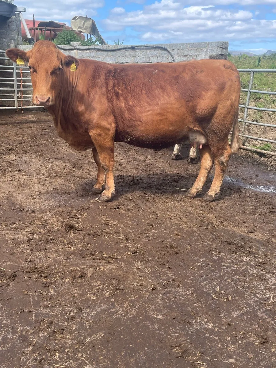 Limousine Incalf cow Incalf to pb Charolais bull - Image 3