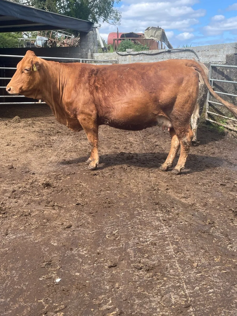 Limousine Incalf cow Incalf to pb Charolais bull - Image 2
