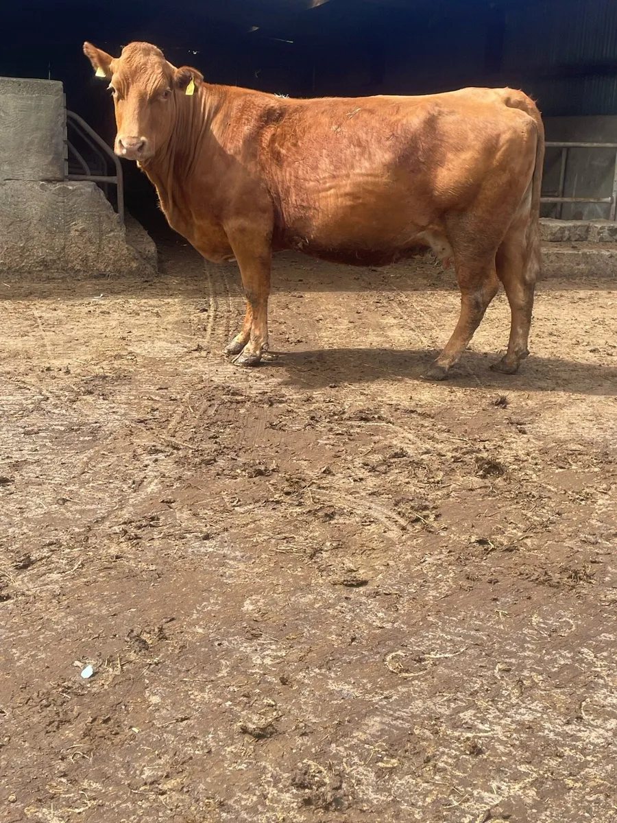 Limousine Incalf cow Incalf to pb Charolais bull - Image 4