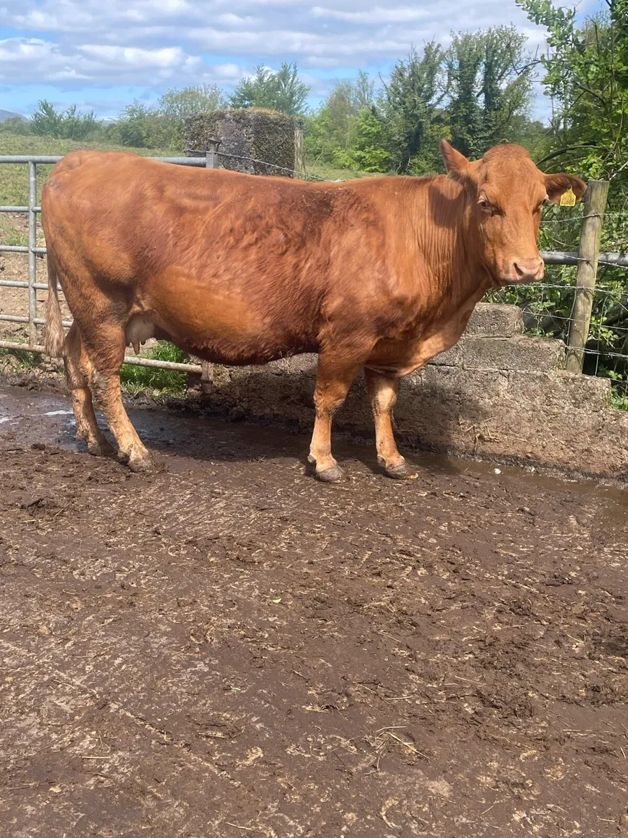 Limousine Incalf cow Incalf to pb Charolais bull - Image 1