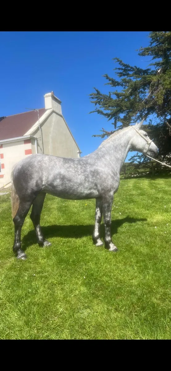 Connemara pony - Image 1