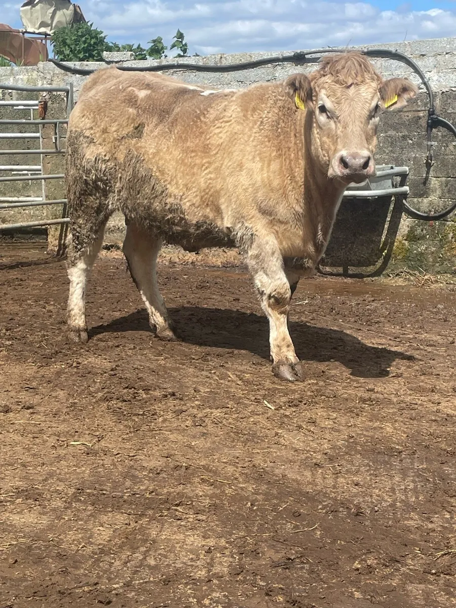 Super Incalf heifer for sale Incalf to ai saler - Image 4