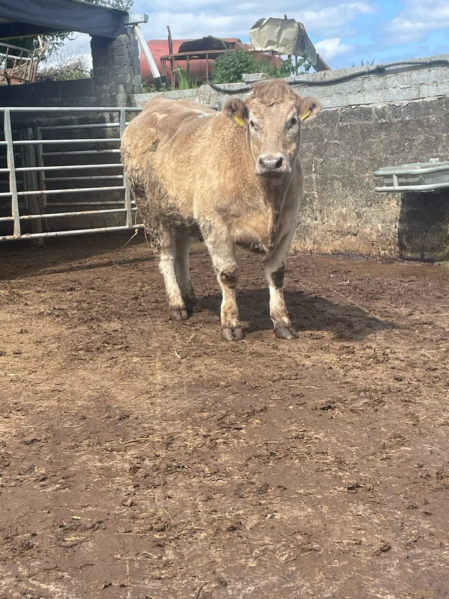 Super Incalf heifer for sale Incalf to ai saler - Image 3
