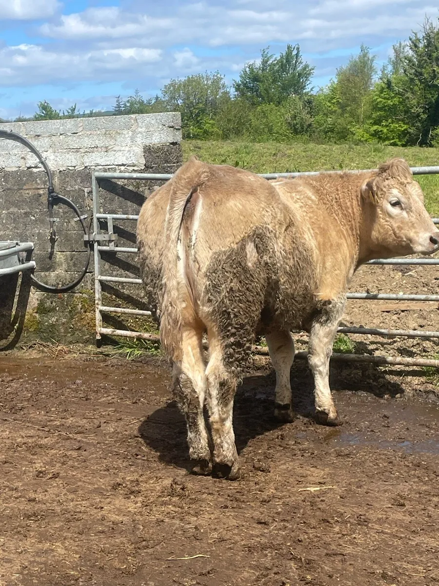 Super Incalf heifer for sale Incalf to ai saler - Image 1