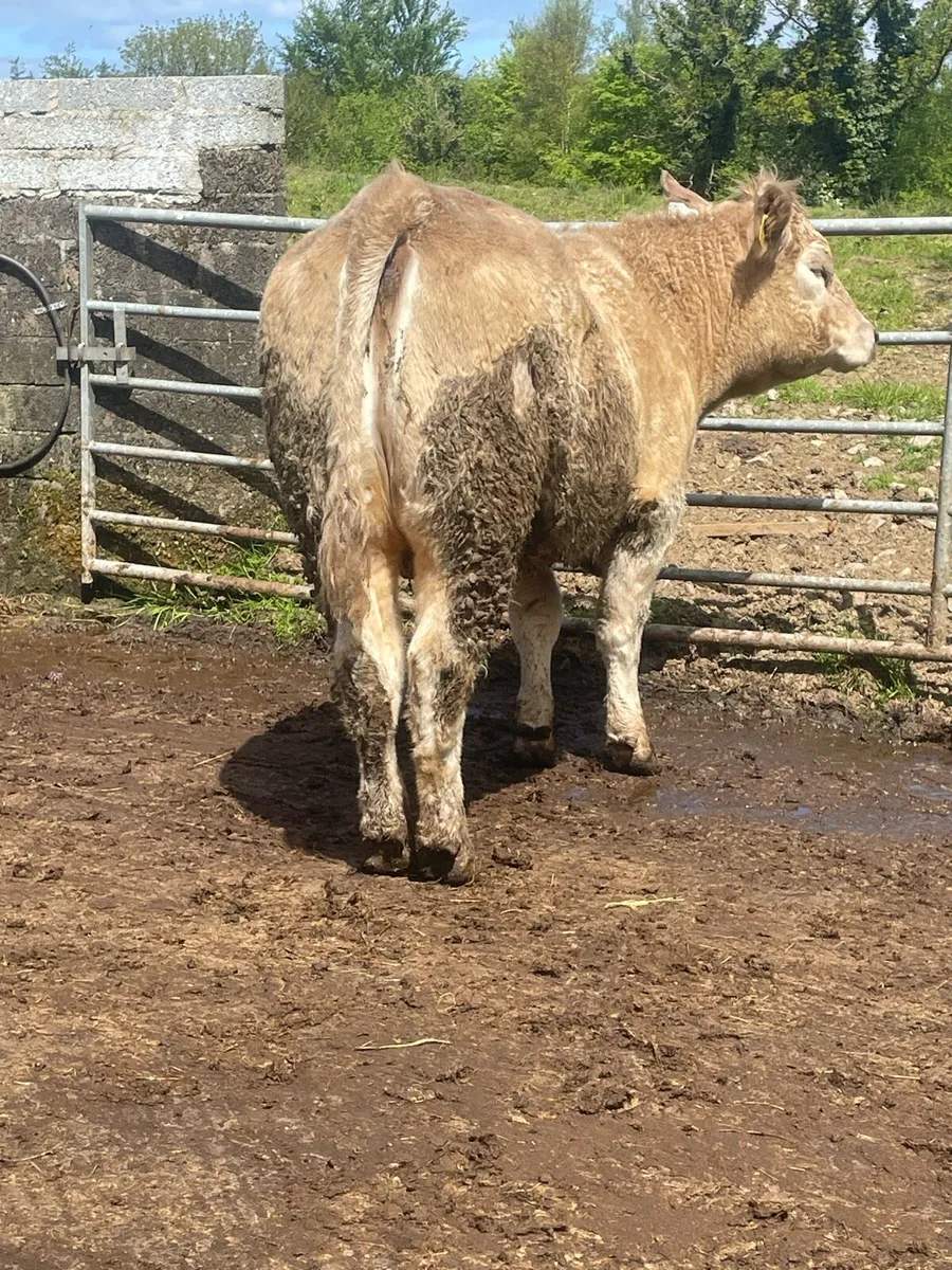 Super Incalf heifer for sale Incalf to ai saler - Image 2