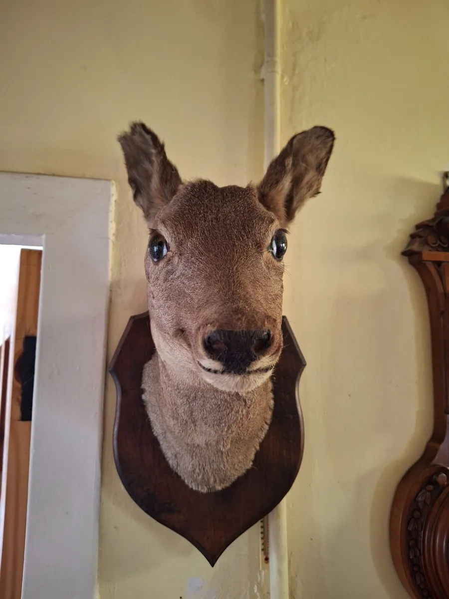 TAXIDERMY DEER ROW HEAD - Image 1