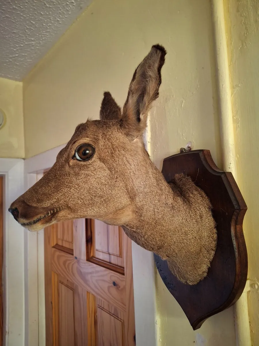 TAXIDERMY DEER ROW HEAD - Image 2