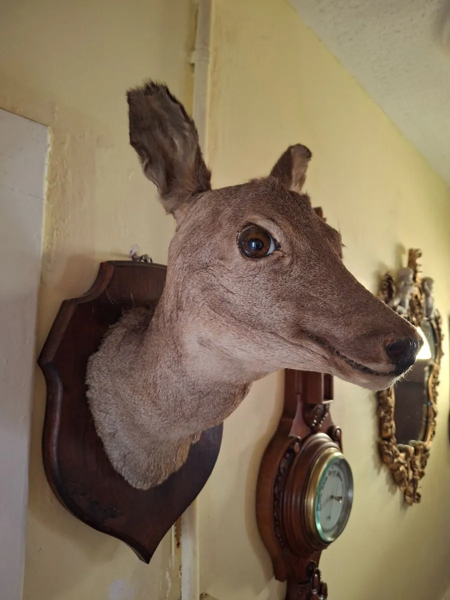 TAXIDERMY DEER ROW HEAD - Image 3