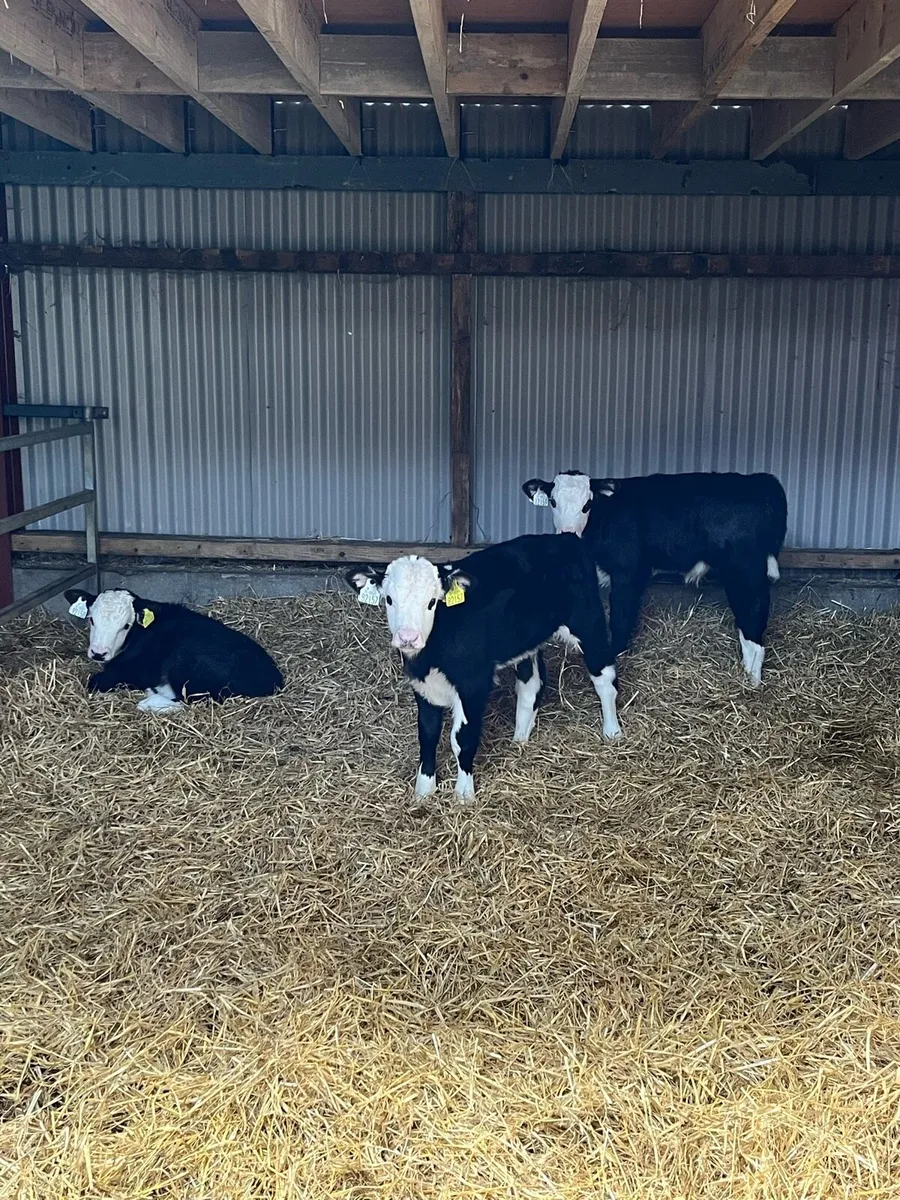 Calves - Image 2