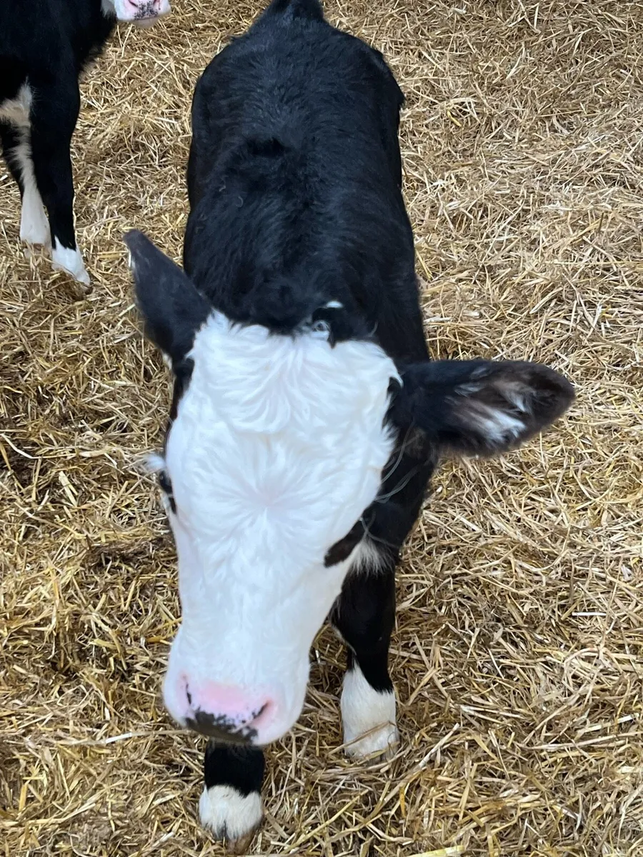Calves - Image 3