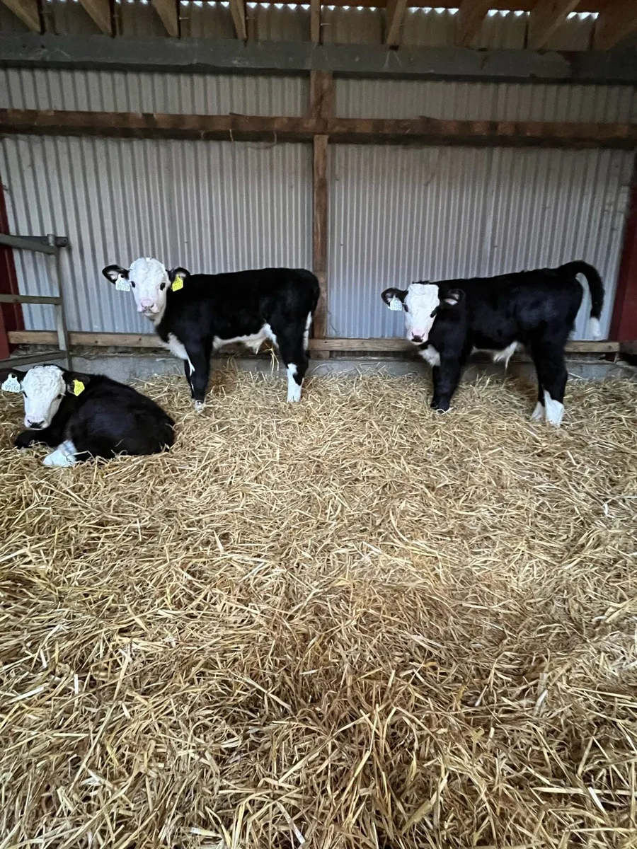 Calves - Image 1