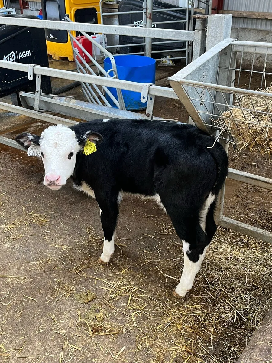 Calves - Image 4