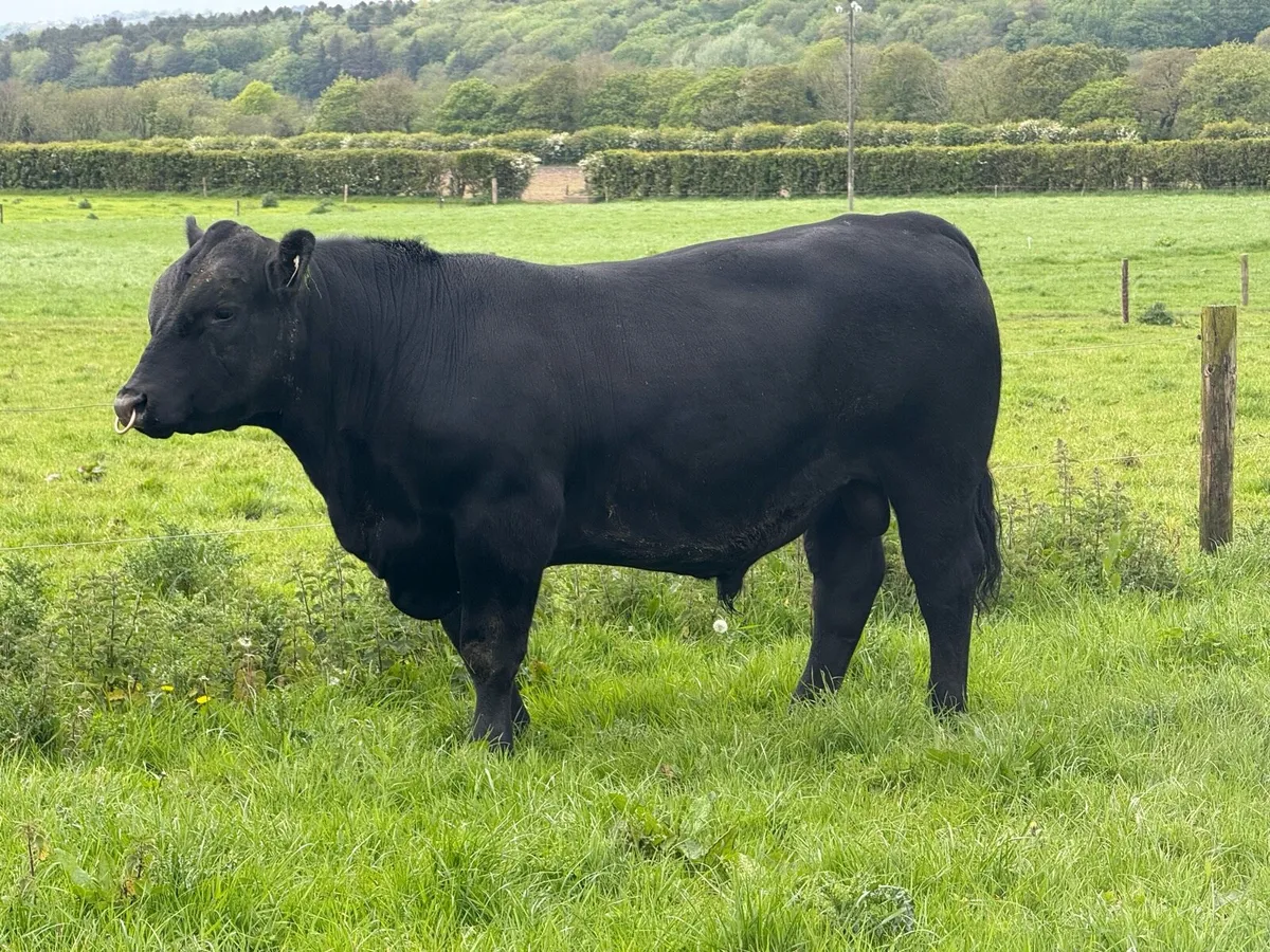 Aberdeen Angus Bull
