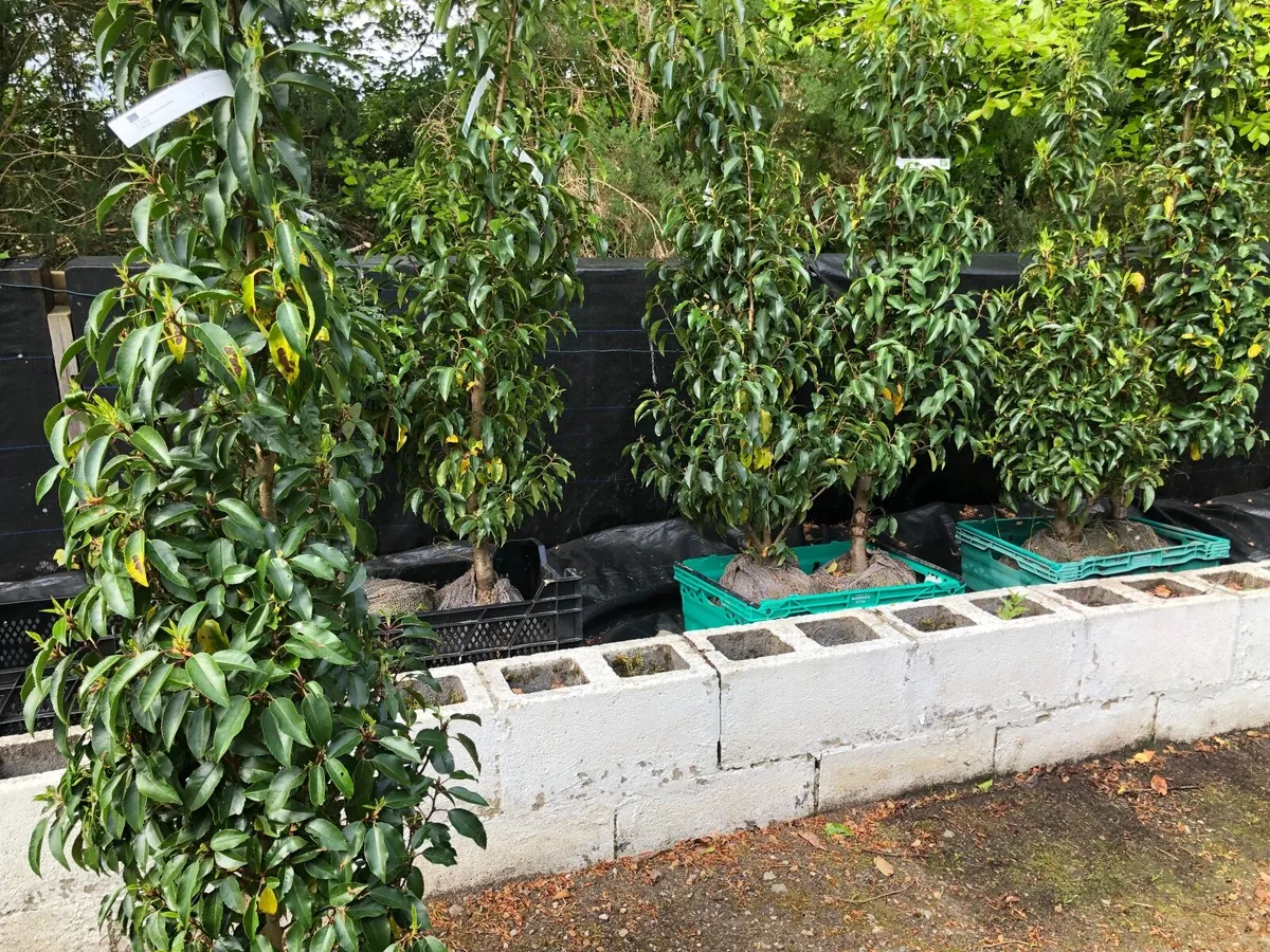 Hedging plants - Image 2