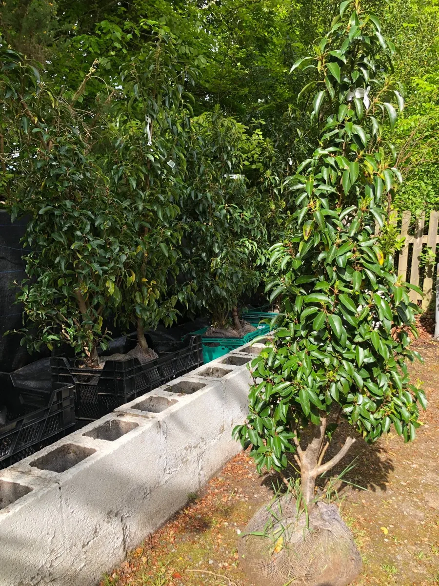 Hedging plants - Image 1