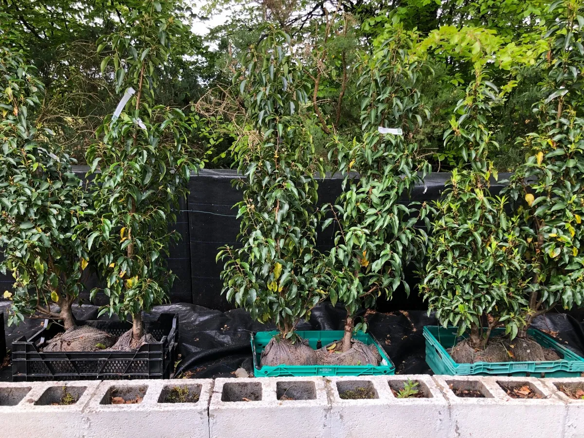 Hedging plants - Image 3