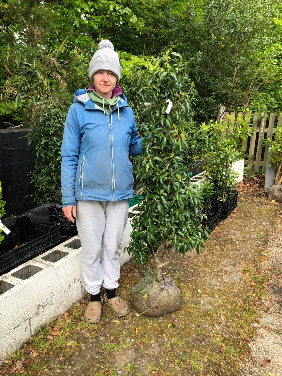Hedging plants - Image 4