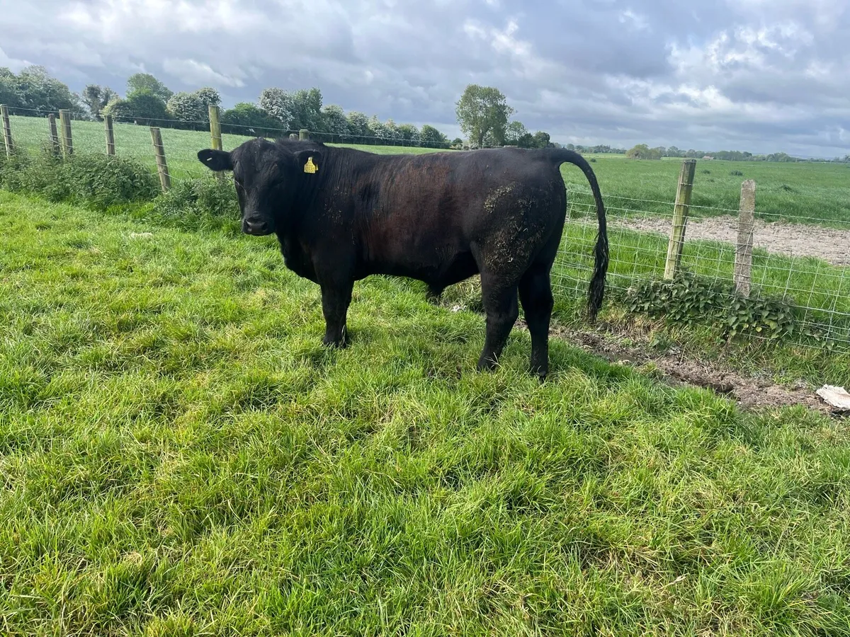 Pedigree Angus Bull - Image 1
