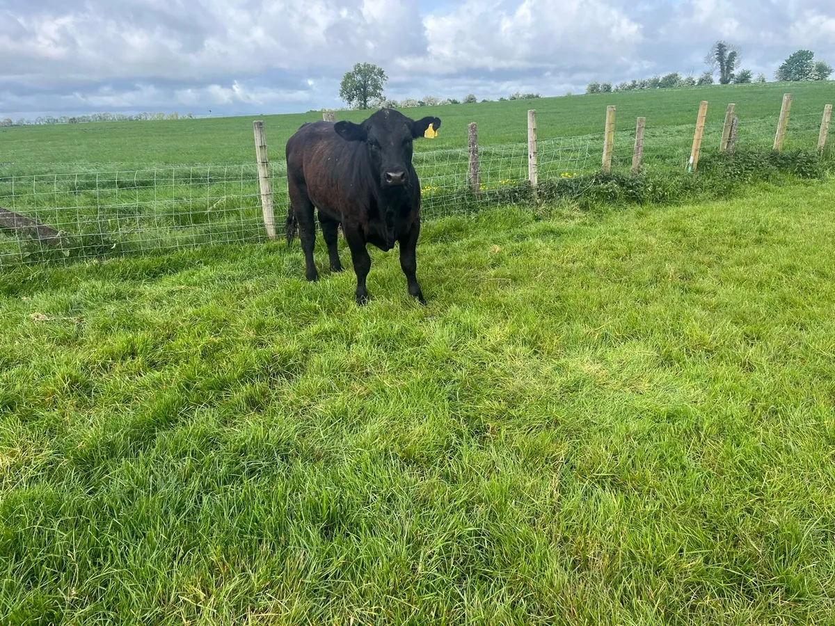 Pedigree Angus Bull - Image 2