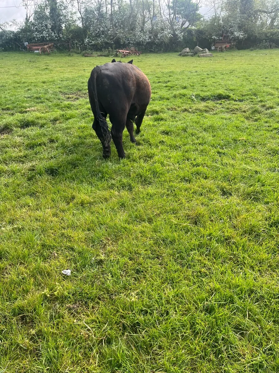 Pedigree Angus Bull - Image 3