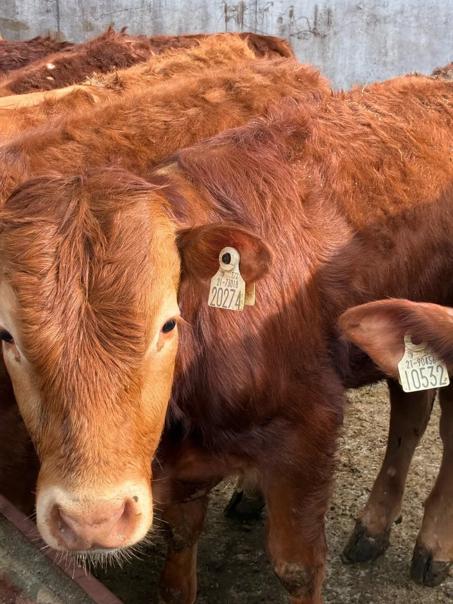 SUPER QUALITY LIM BULLOCKS WEANLINGS 350/360KG - Image 1