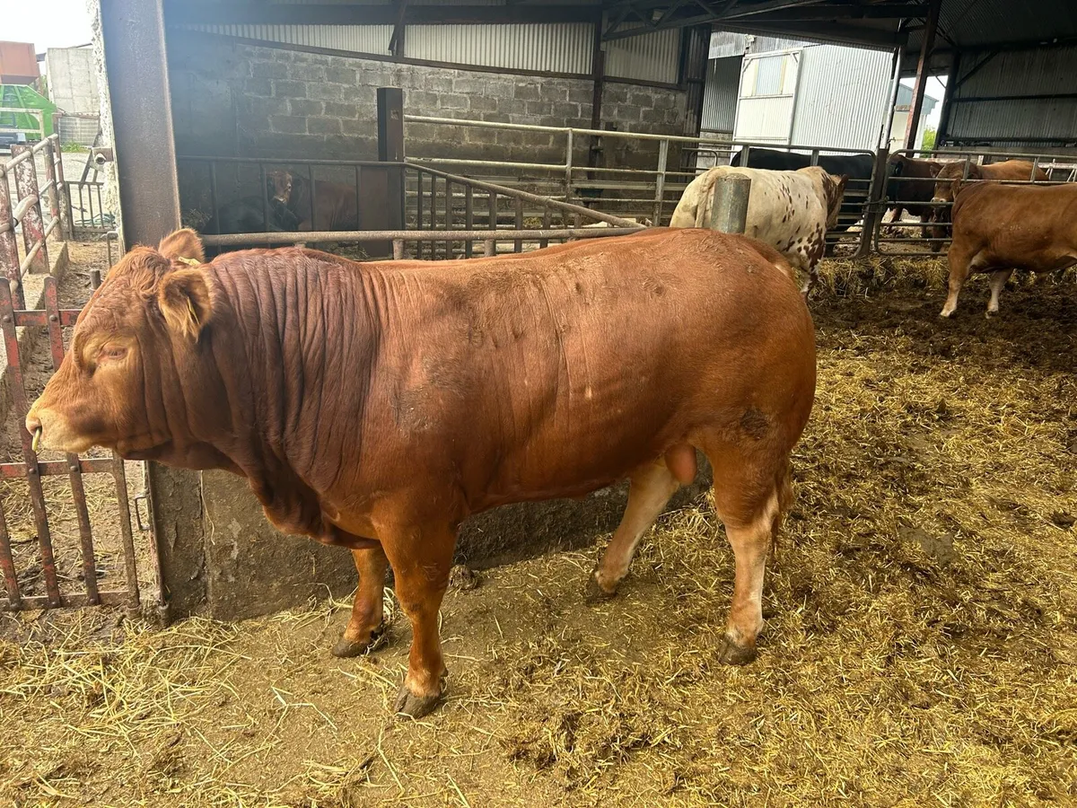 ###. POLLED   Limousine bull - Image 3