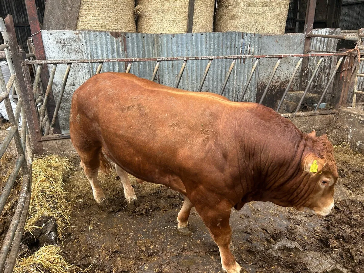 ###. POLLED   Limousine bull - Image 4