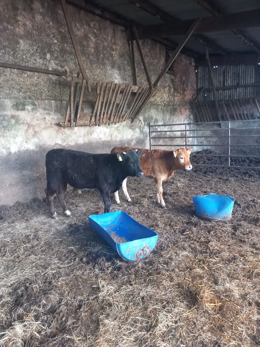 organic cattle - Image 4
