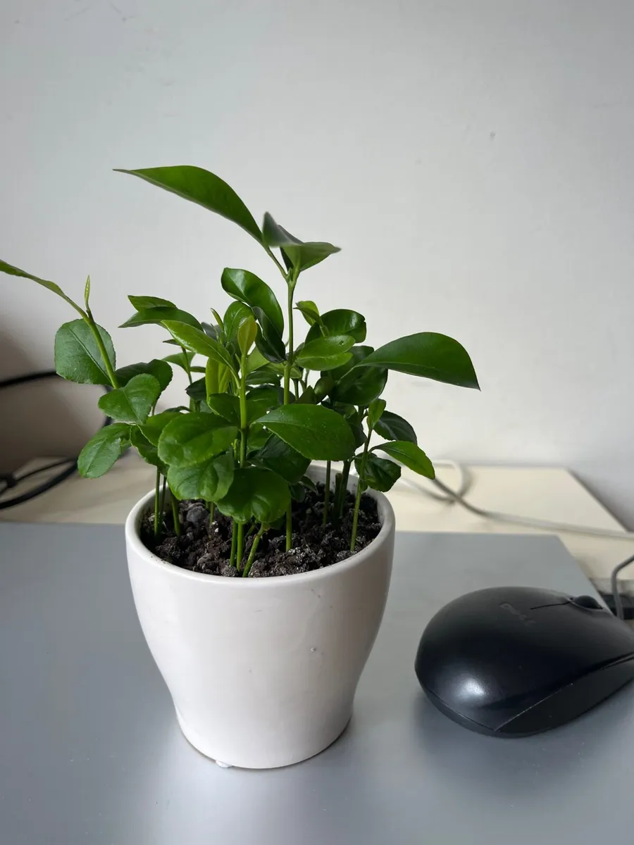 Citrus plants in ceramic pot - Image 2