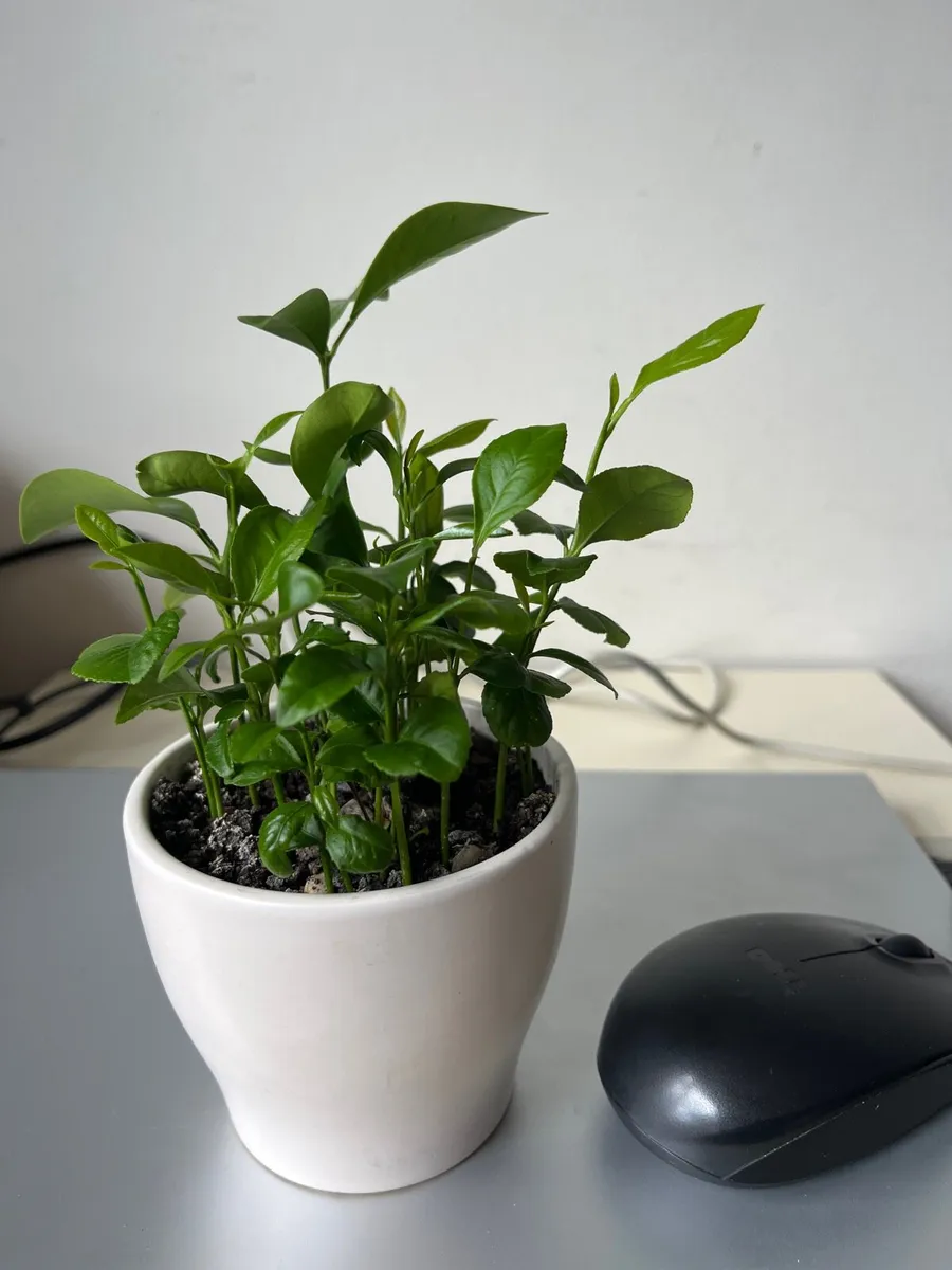 Citrus plants in ceramic pot - Image 4