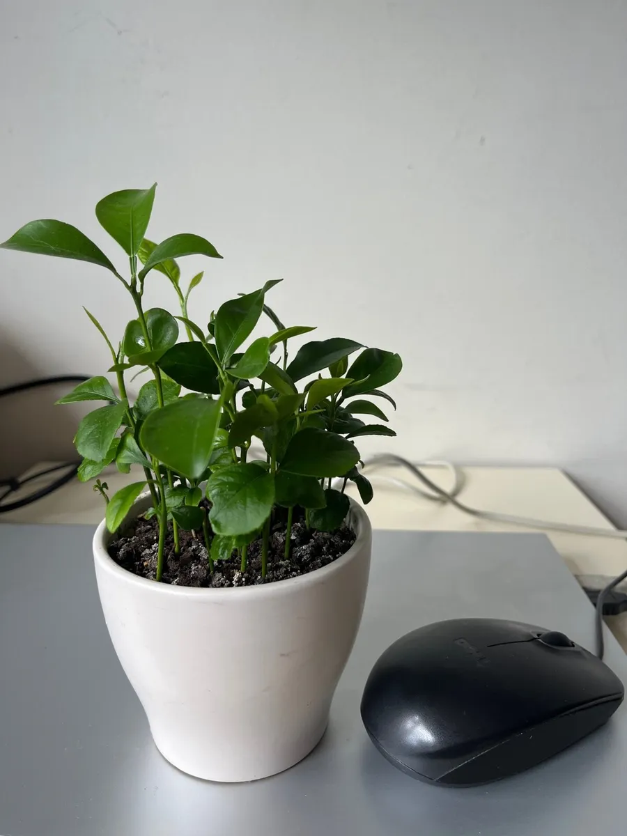 Citrus plants in ceramic pot - Image 3