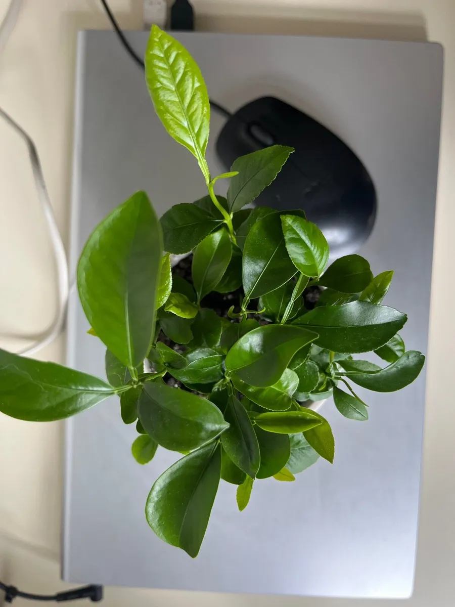 Citrus plants in ceramic pot - Image 1