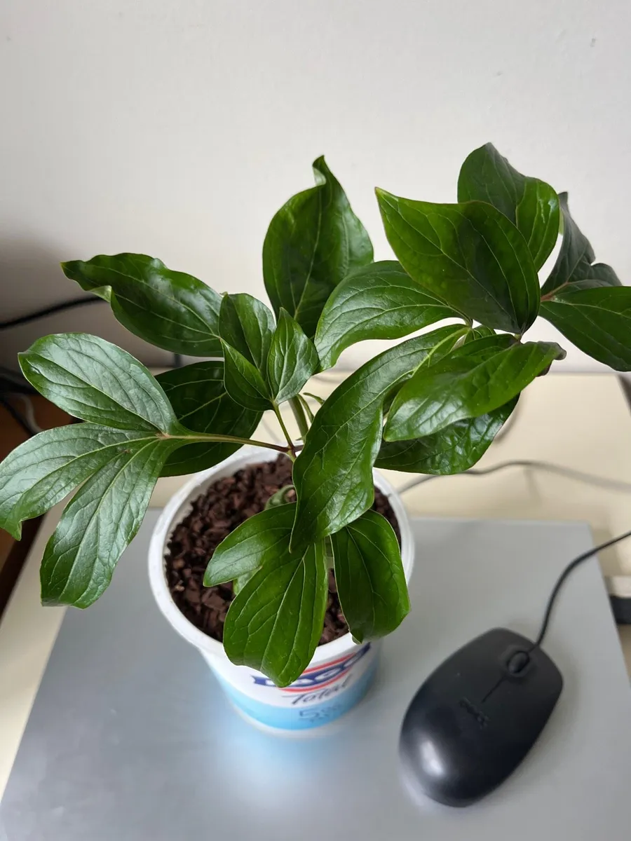 Pink Peony’s plant - Image 3