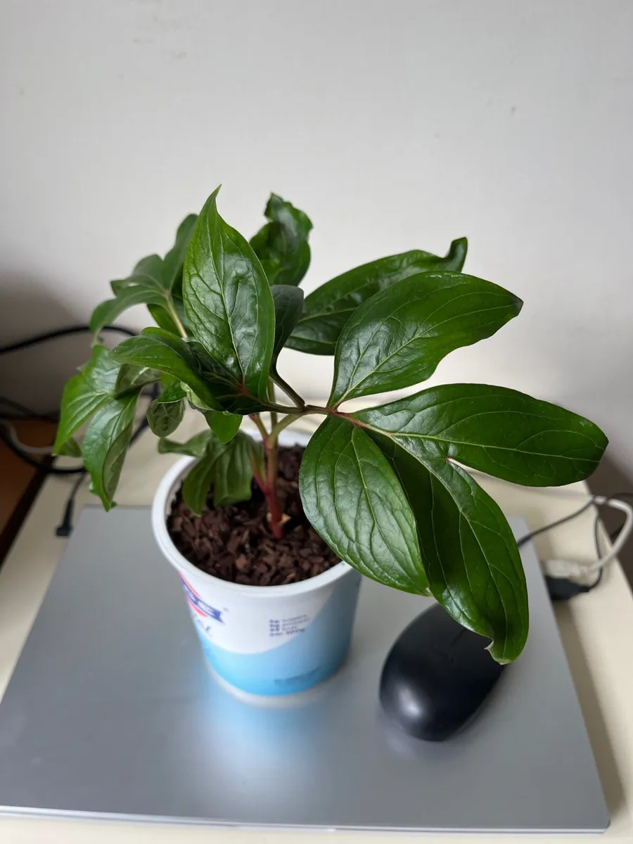 Peony’s plant - Image 3