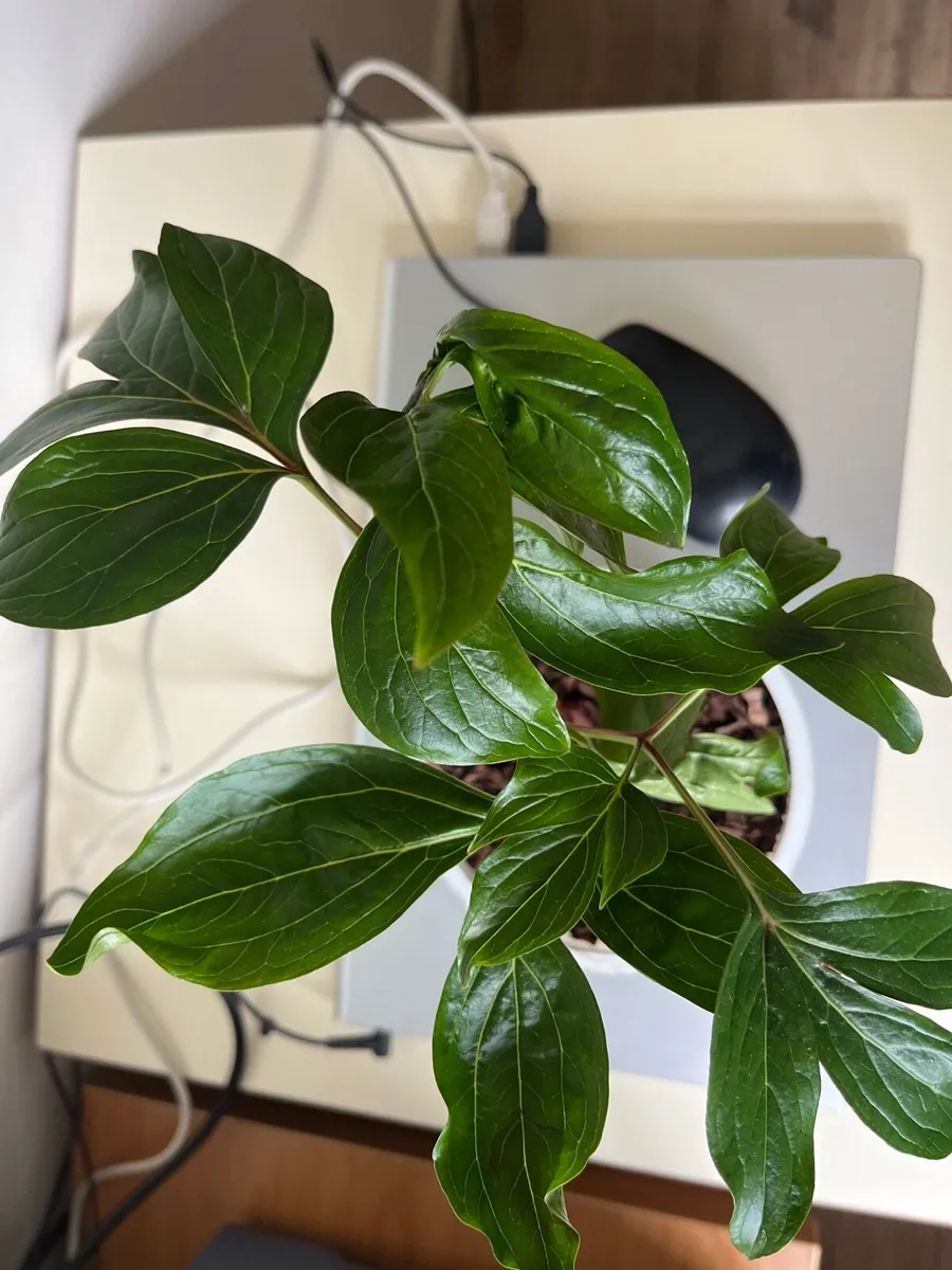 Peony’s plant - Image 1