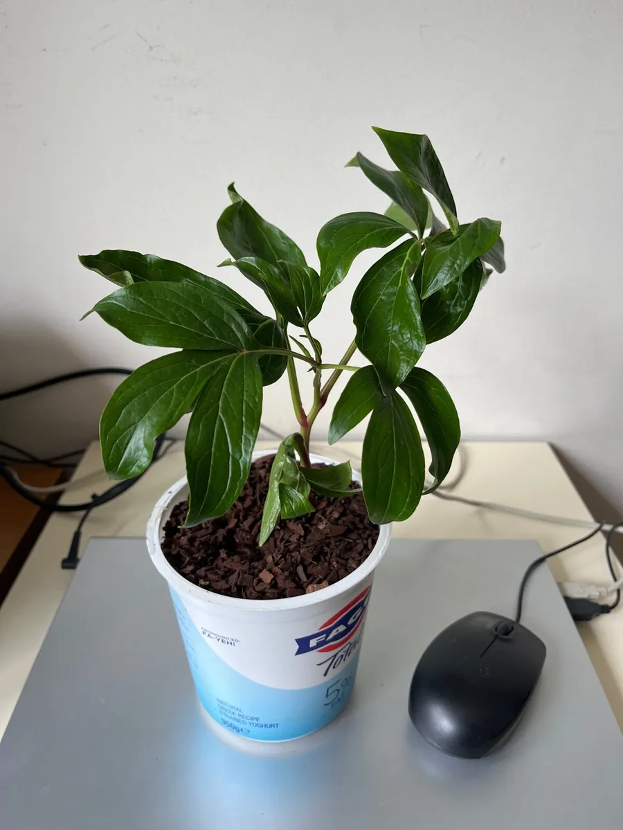 Peony’s plant - Image 2