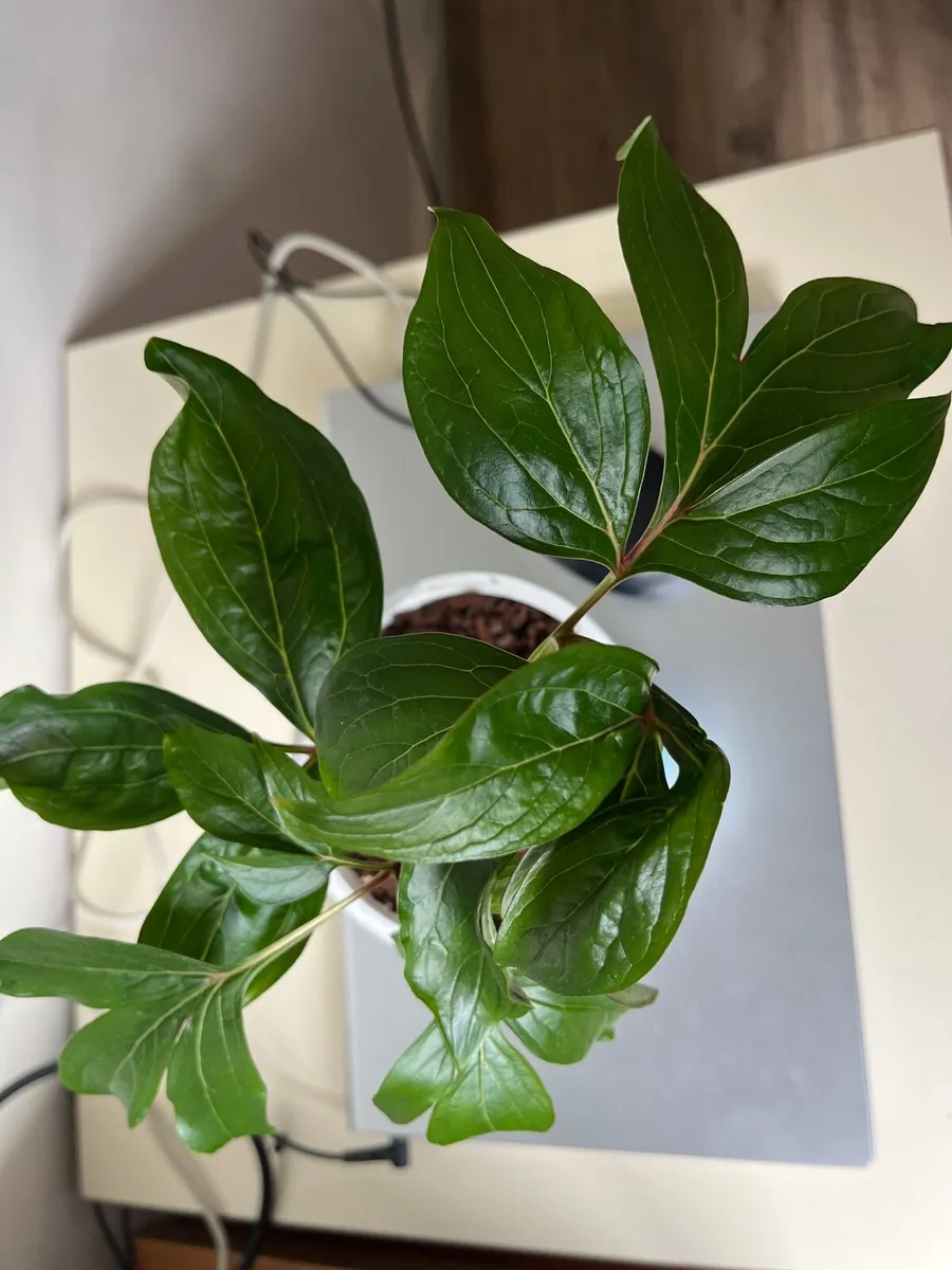 Peony’s plant - Image 4