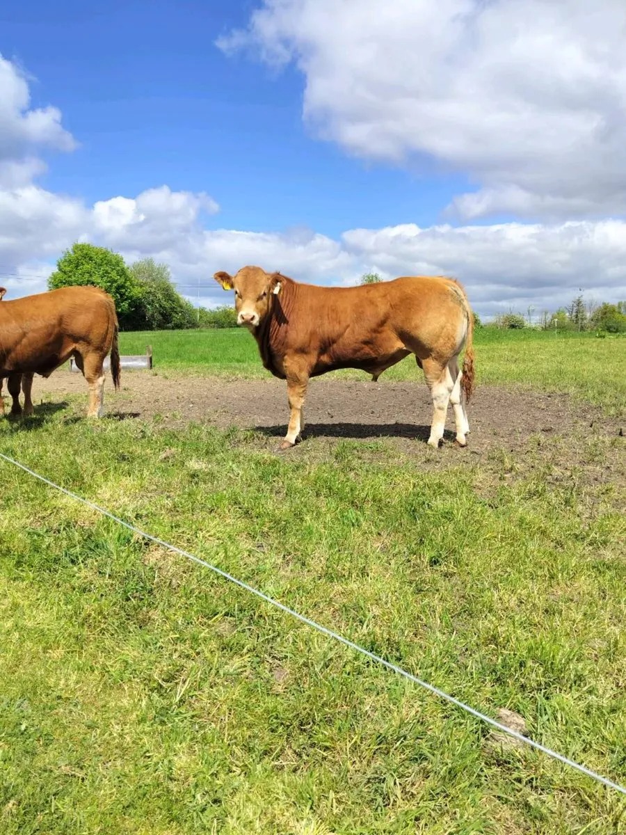 Limousin Bulls - Image 3