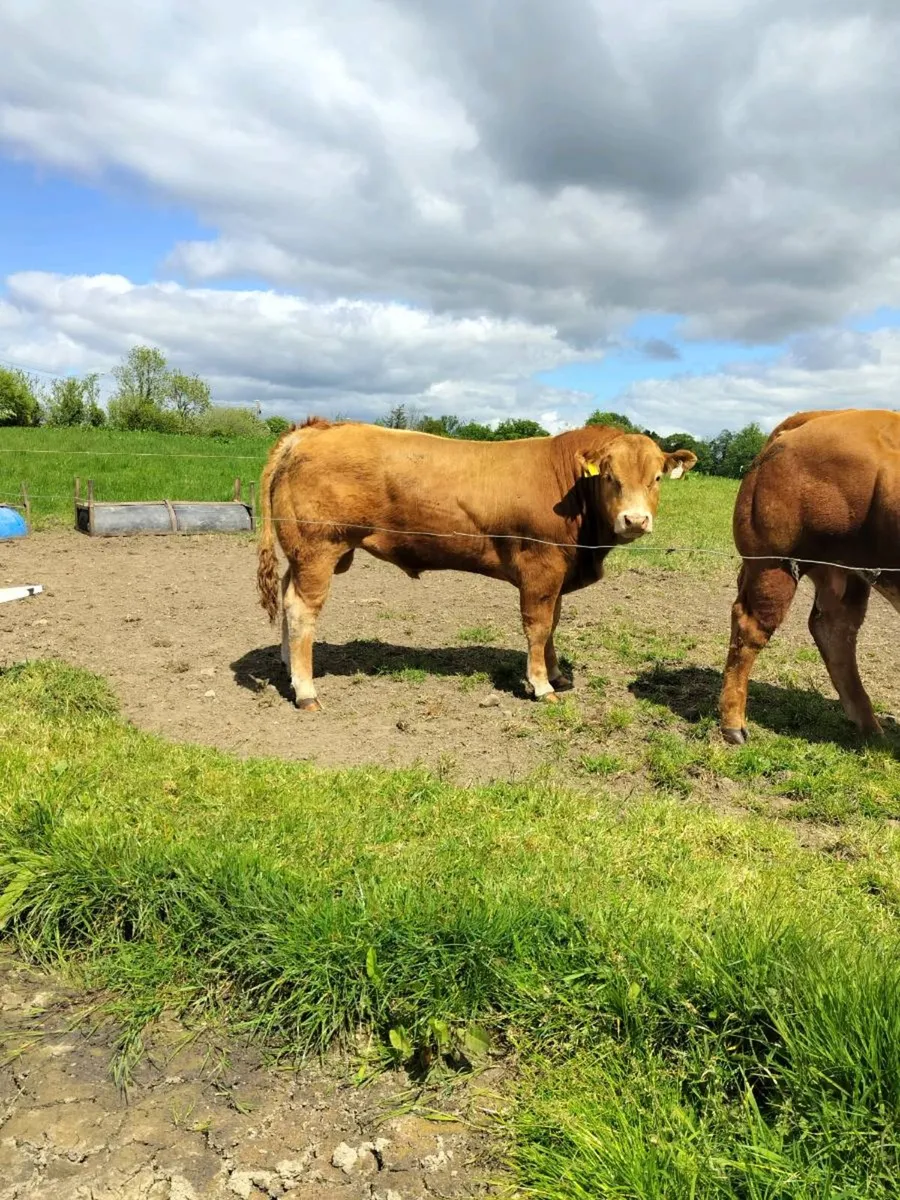 Limousin Bulls - Image 4