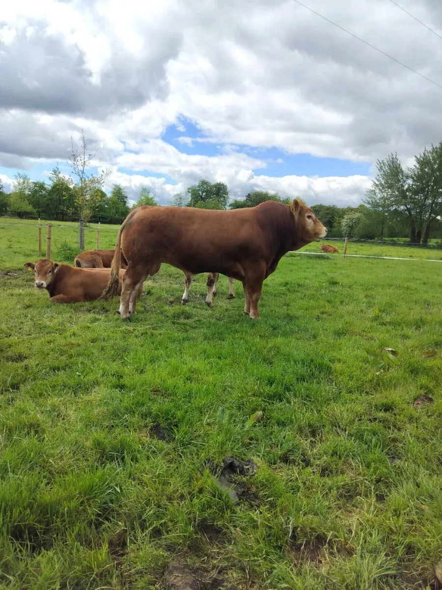 Limousin Bulls - Image 1