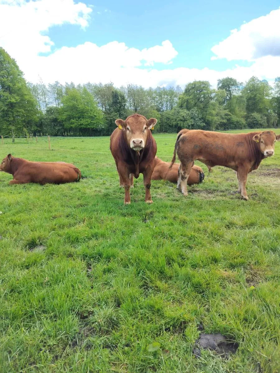 Limousin Bulls - Image 2