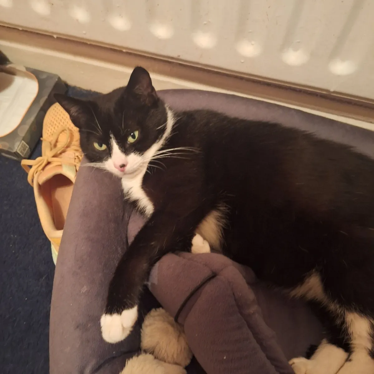 Cat - Image 1