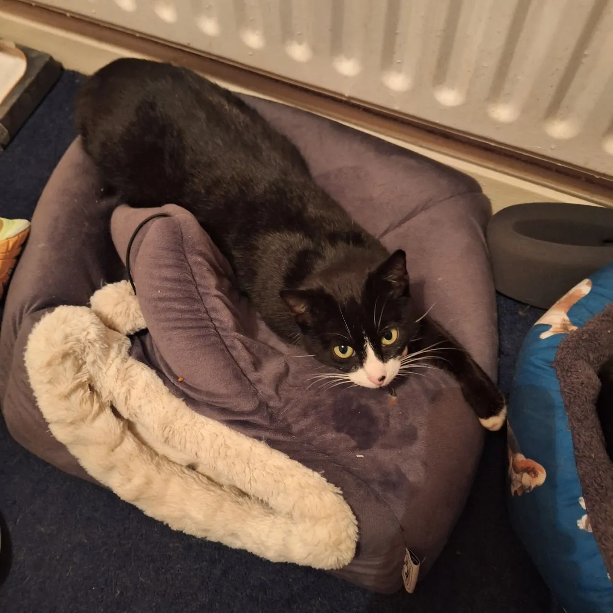 Cat - Image 2
