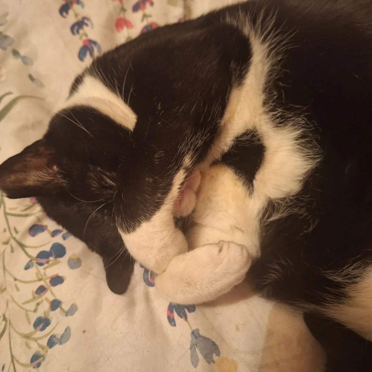 Cat - Image 3