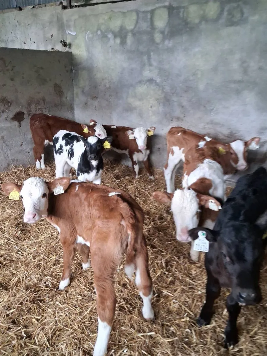 CALVES ALL BREEDS ,HEIFERS, BULLS, ALL AGES. - Image 1