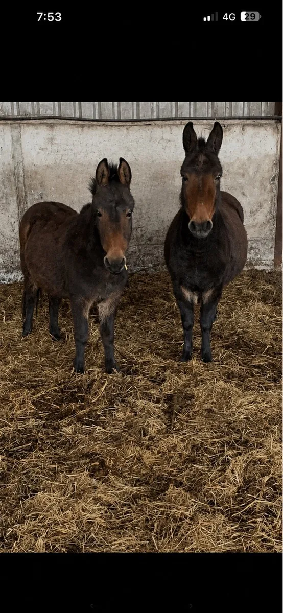 Two Ginnets - Image 1